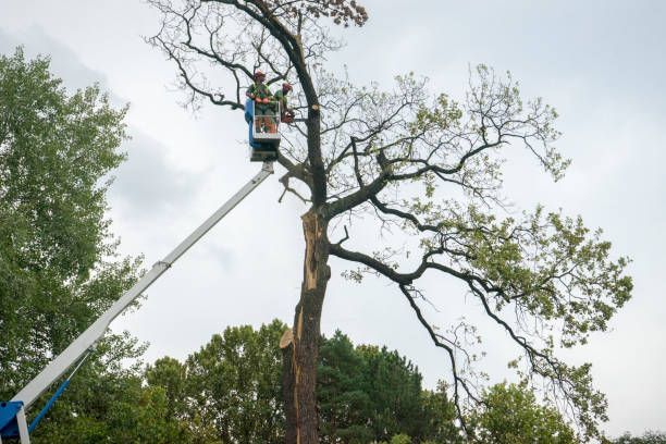 How Our Tree Care Process Works  in  Saranac, MI