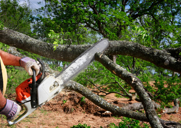 Saranac, MI Tree Services Company